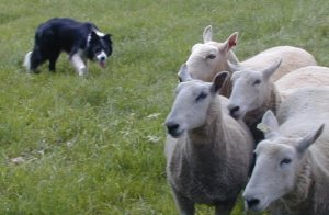 Border Collie herds sheep